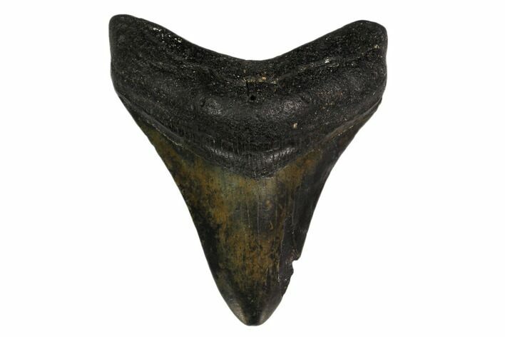 Fossil Megalodon Tooth - North Carolina #147026